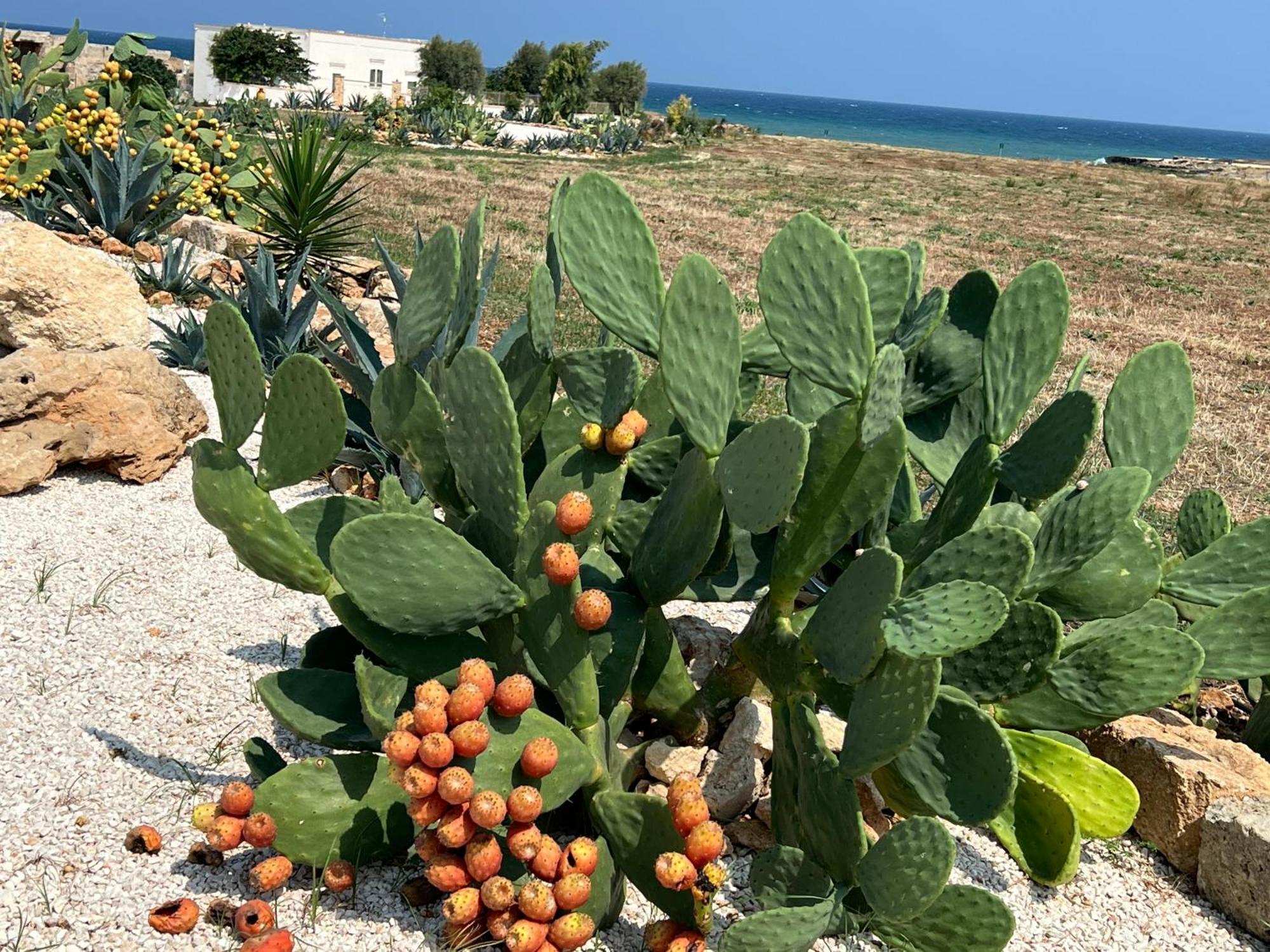 Masseria Ostuni Mare Agri Resort Exterior photo